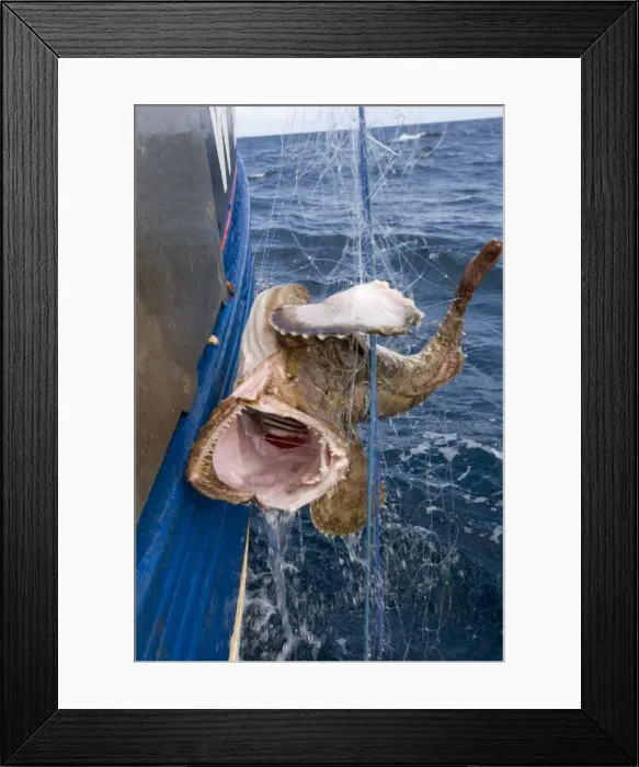 Framed Print : Picture No. 10869016 Framed Print : Picture No. 10869016