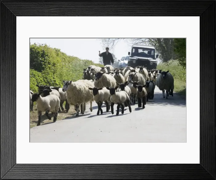 Framed Print : Picture No. 10869067 Framed Print : Picture No. 10869067