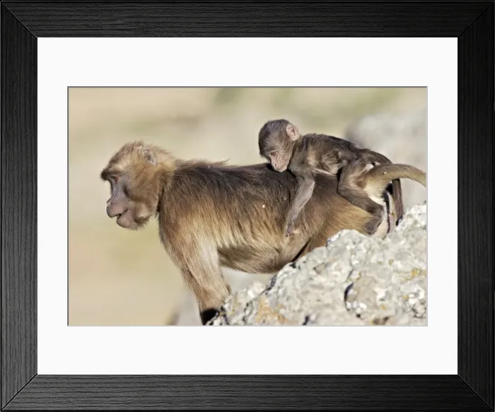 Framed Print : Picture No. 10869110 Framed Print : Picture No. 10869110