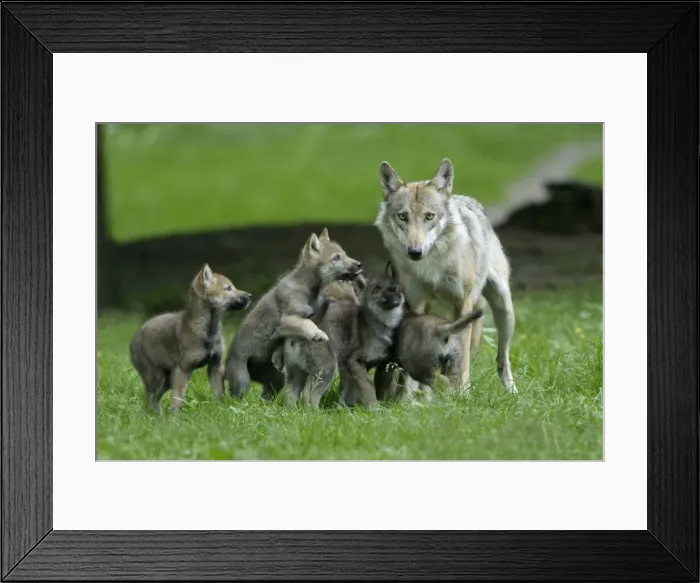 Framed Print : Picture No. 10869109 Framed Print : Picture No. 10869109