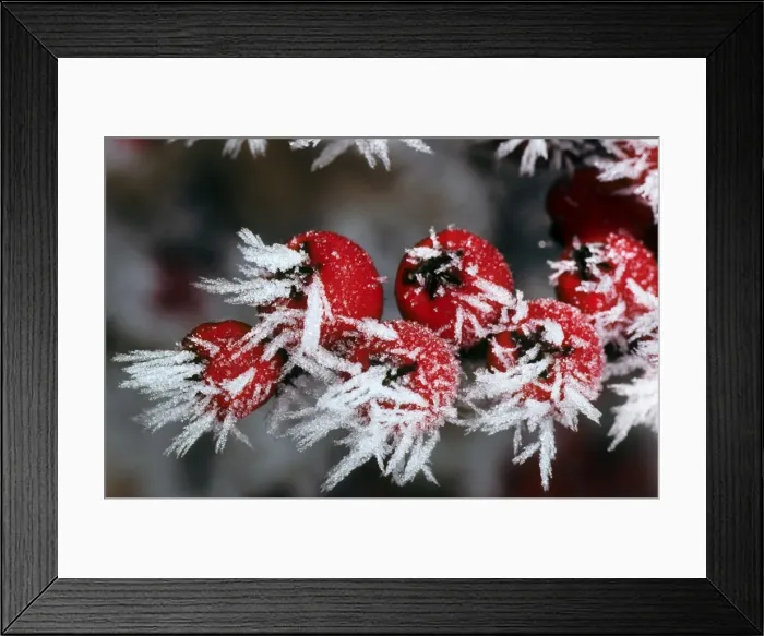 Framed Print : Picture No. 10869103
