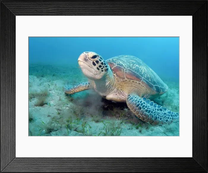 Framed Print : Picture No. 10869108 Framed Print : Picture No. 10869108