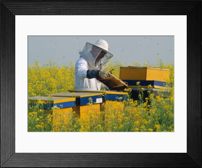 Framed Print : Picture No. 10869114 Framed Print : Picture No. 10869114