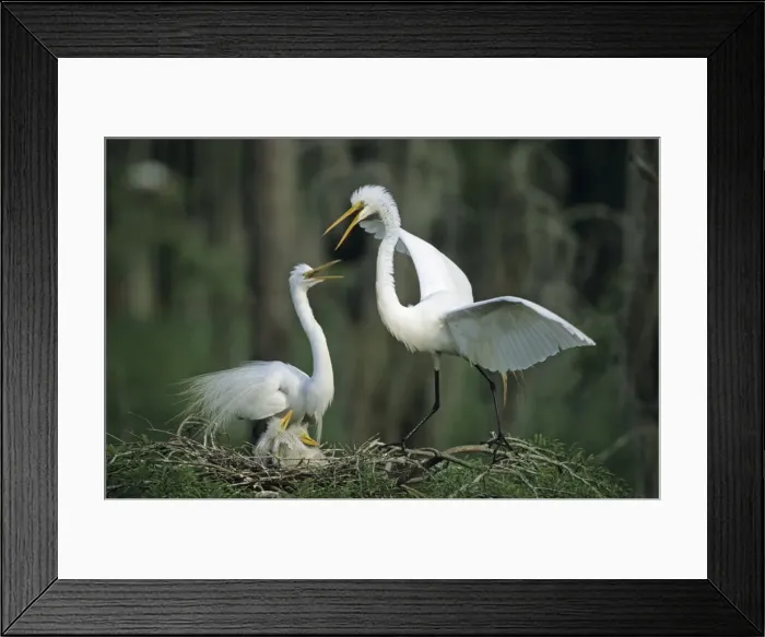 Framed Print : Picture No. 10869105 Framed Print : Picture No. 10869105