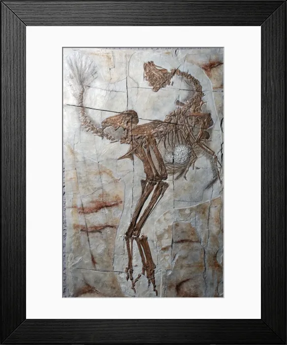 Framed Print : Picture No. 10869276