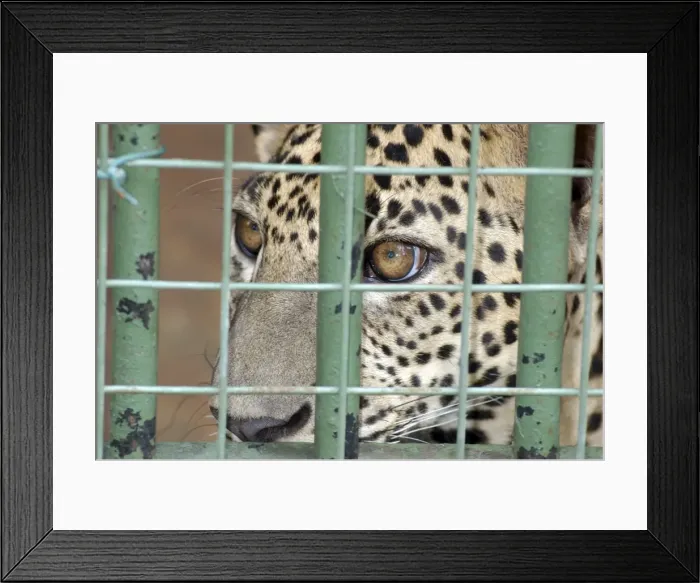 Framed Print : Picture No. 10869309 Framed Print : Picture No. 10869309