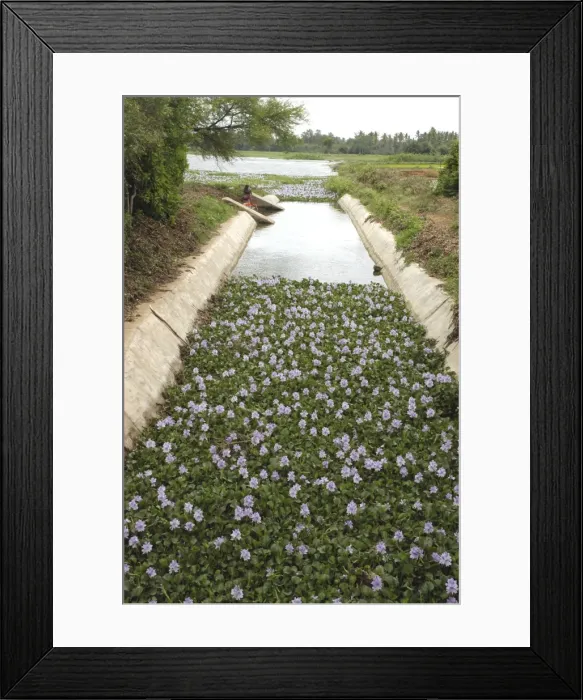 Framed Print : Picture No. 10869323 Framed Print : Picture No. 10869323