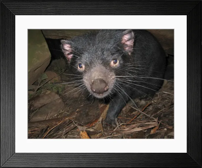 Framed Print : Picture No. 10869355 Framed Print : Picture No. 10869355