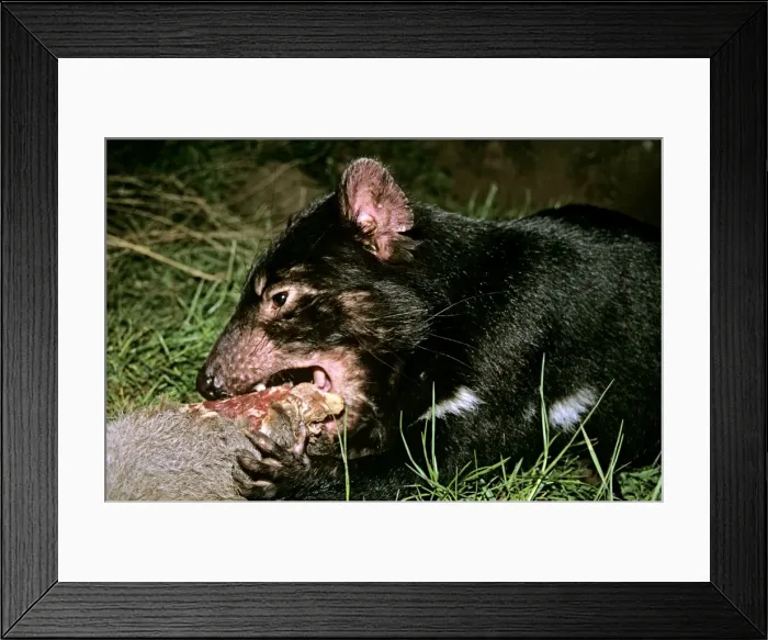 Framed Print : Picture No. 10869358