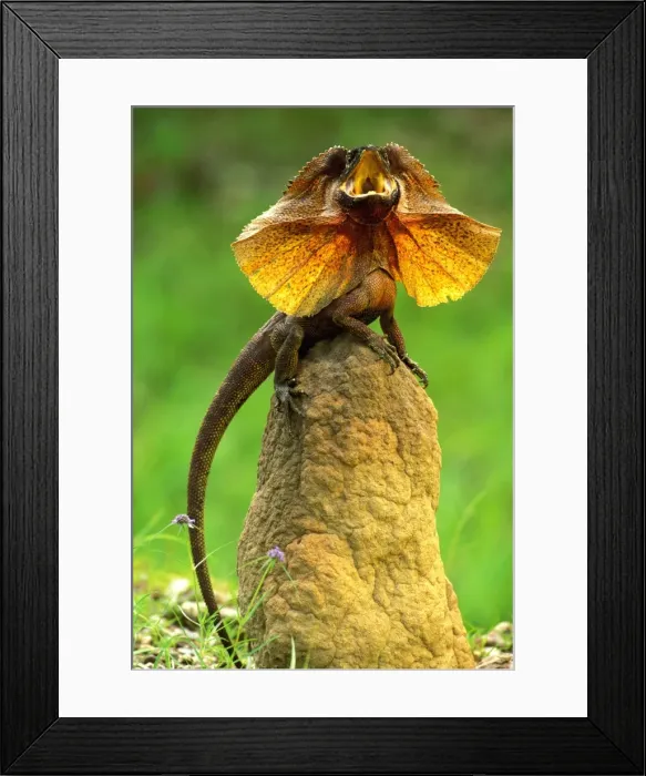 Framed Print : Picture No. 10869354