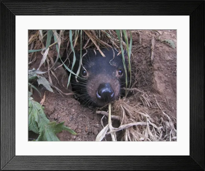 Framed Print : Picture No. 10869361 Framed Print : Picture No. 10869361