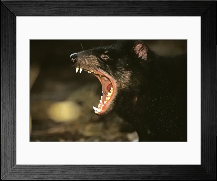 Framed Print : Picture No. 10869357 Framed Print : Picture No. 10869357