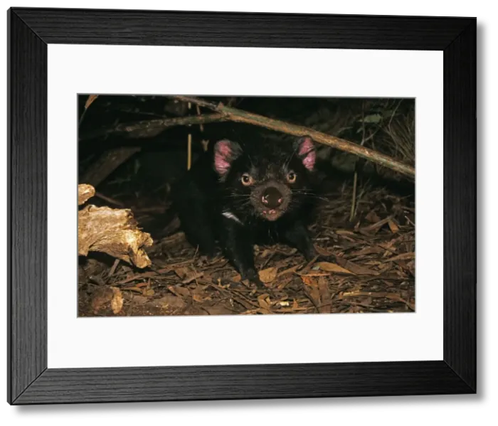 Framed Print : Picture No. 10869366 Framed Print : Picture No. 10869366