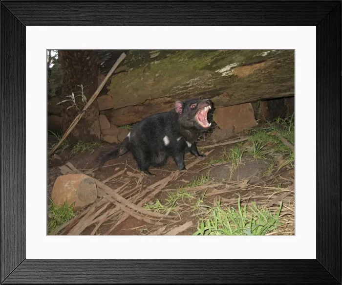 Framed Print : Picture No. 10869364 Framed Print : Picture No. 10869364