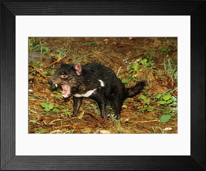 Framed Print : Picture No. 10869368 Framed Print : Picture No. 10869368