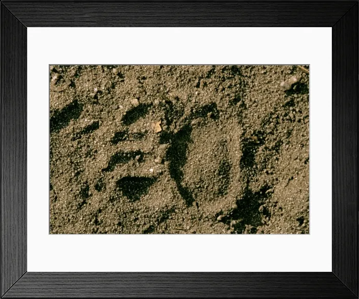 Framed Print : Picture No. 10869359