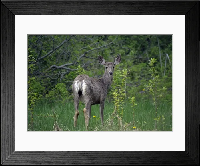 Framed Print : Picture No. 10870110 Framed Print : Picture No. 10870110