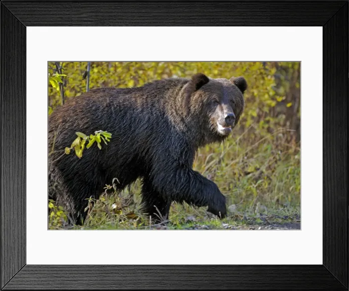 Framed Print : Picture No. 10870113 Framed Print : Picture No. 10870113