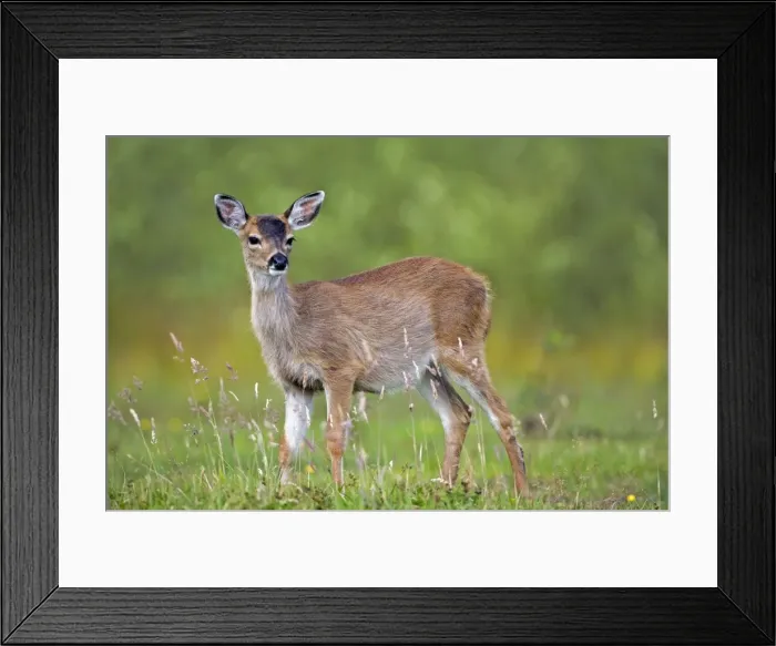 Framed Print : Picture No. 10870115 Framed Print : Picture No. 10870115