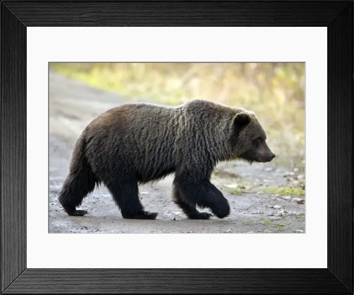 Framed Print : Picture No. 10870116 Framed Print : Picture No. 10870116