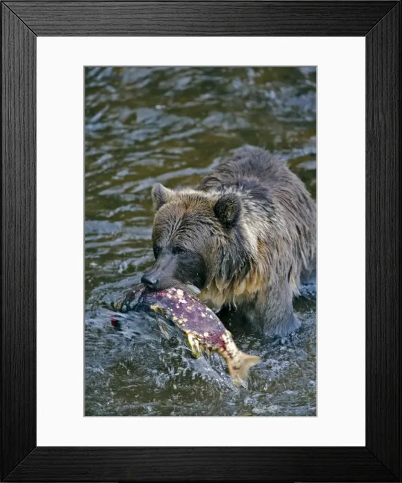 Framed Print : Picture No. 10870112 Framed Print : Picture No. 10870112