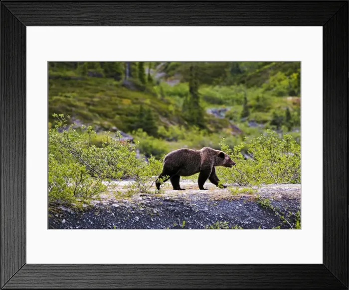 Framed Print : Picture No. 10870111 Framed Print : Picture No. 10870111