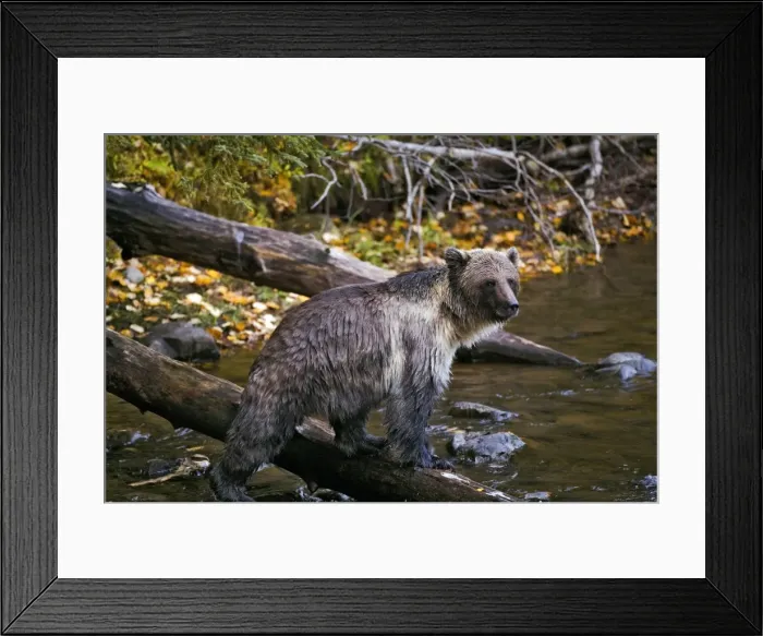 Framed Print : Picture No. 10870114