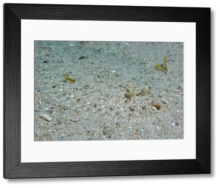 Framed Print : Picture No. 10870212 Framed Print : Picture No. 10870212