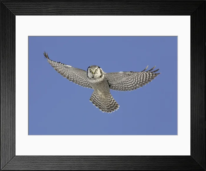 Framed Print : Picture No. 10870213 Framed Print : Picture No. 10870213