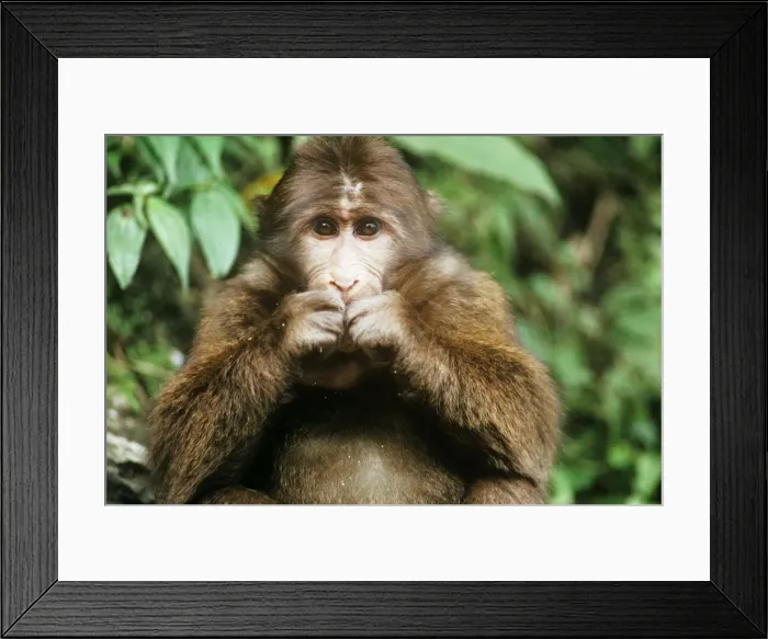 Framed Print : Picture No. 10870214 Framed Print : Picture No. 10870214