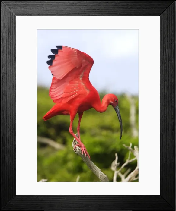 Framed Print : Picture No. 10870224 Framed Print : Picture No. 10870224