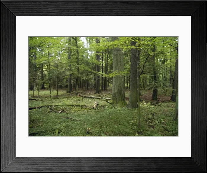 Framed Print : Picture No. 10870216 Framed Print : Picture No. 10870216