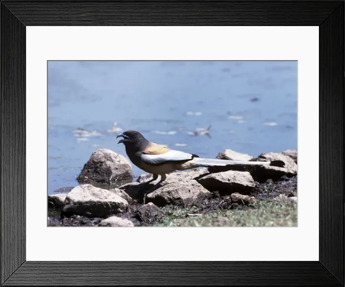 Framed Print : Picture No. 10870227 Framed Print : Picture No. 10870227