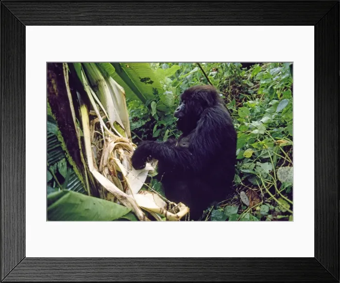 Framed Print : Picture No. 10870240 Framed Print : Picture No. 10870240