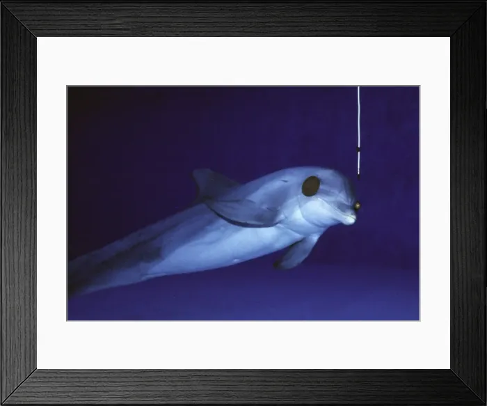 Framed Print : Picture No. 10870367 Framed Print : Picture No. 10870367