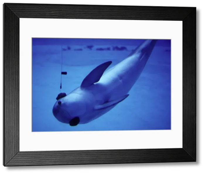 Framed Print : Picture No. 10870368 Framed Print : Picture No. 10870368