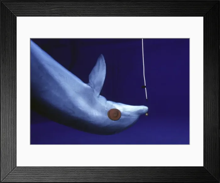 Framed Print : Picture No. 10870366 Framed Print : Picture No. 10870366