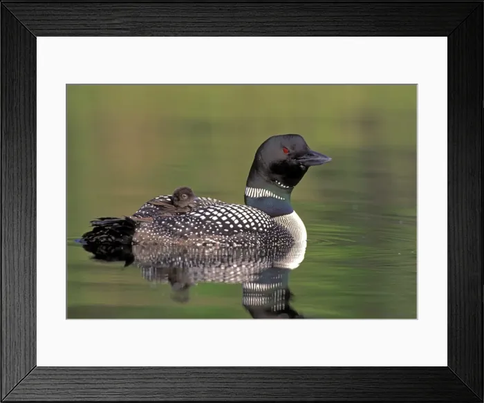 Framed Print : Picture No. 10870376 Framed Print : Picture No. 10870376