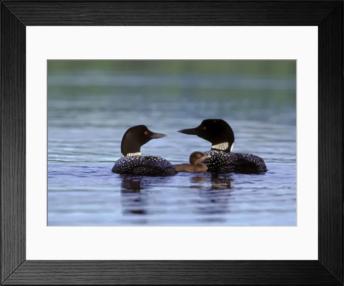 Framed Print : Picture No. 10870372 Framed Print : Picture No. 10870372