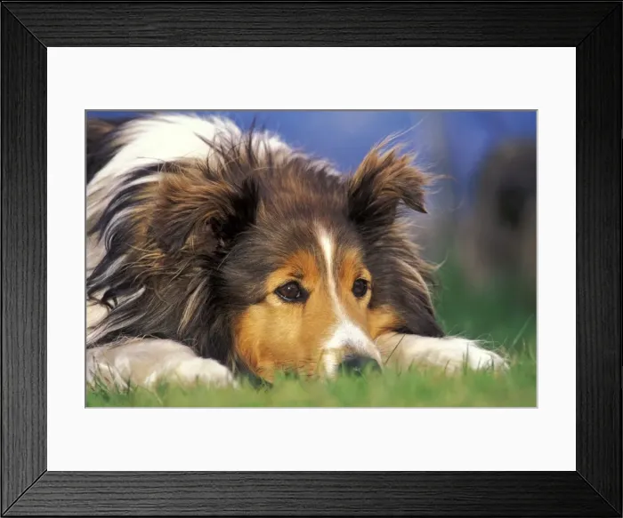 Framed Print : Picture No. 10870377 Framed Print : Picture No. 10870377