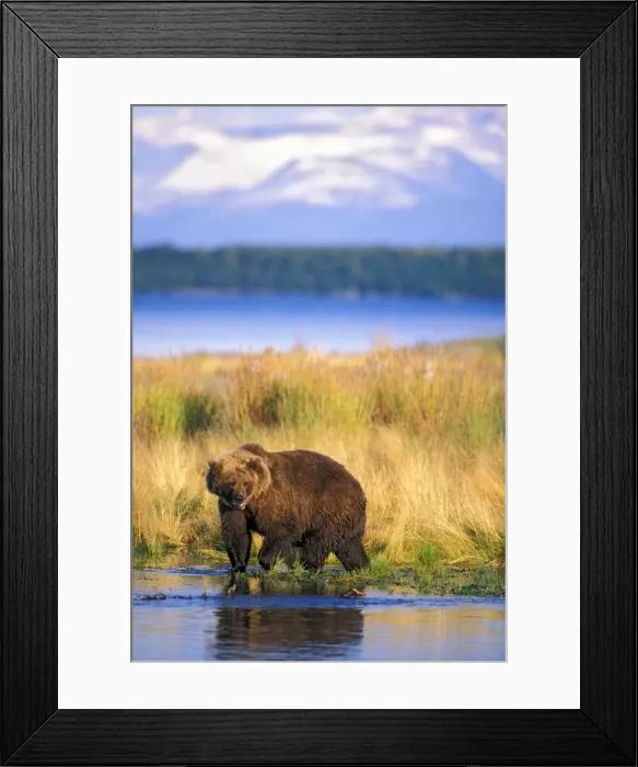 Framed Print : Picture No. 10870375 Framed Print : Picture No. 10870375