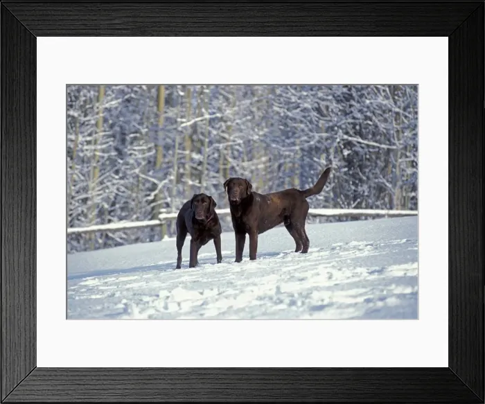 Framed Print : Picture No. 10870374