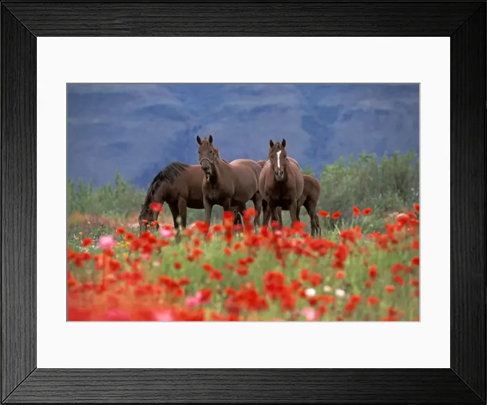 Framed Print : Picture No. 10870373 Framed Print : Picture No. 10870373