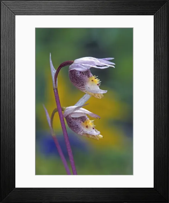 Framed Print : Picture No. 10870378 Framed Print : Picture No. 10870378