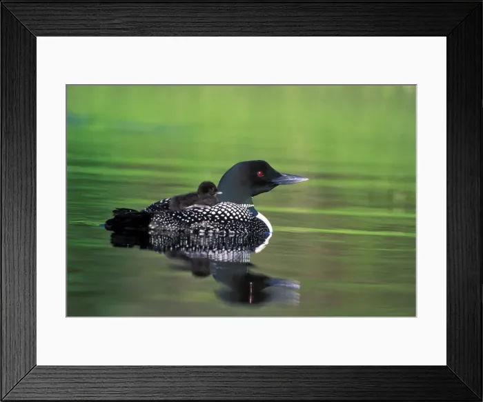 Framed Print : Picture No. 10870381 Framed Print : Picture No. 10870381