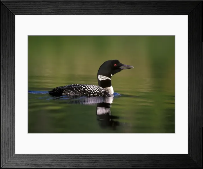 Framed Print : Picture No. 10870380 Framed Print : Picture No. 10870380