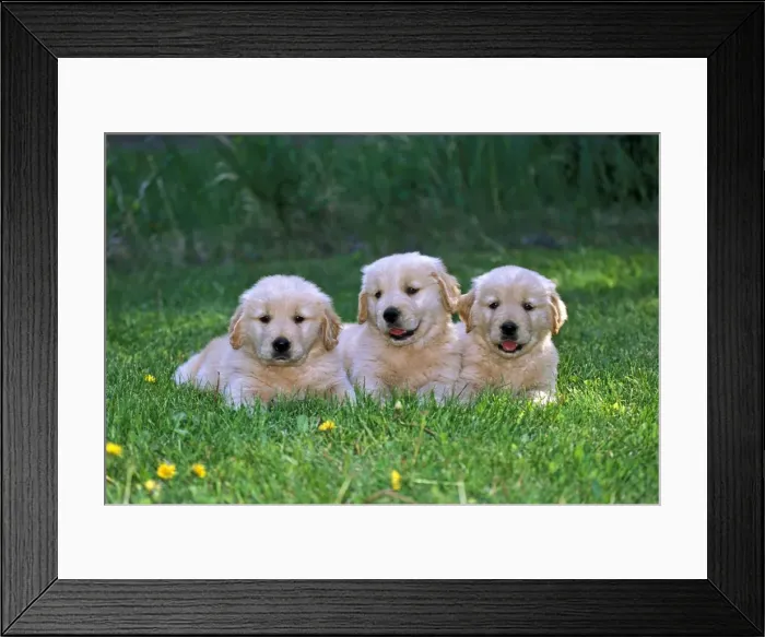 Framed Print : Picture No. 10870384 Framed Print : Picture No. 10870384