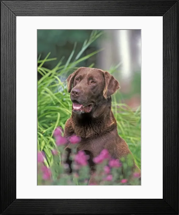 Framed Print : Picture No. 10870388 Framed Print : Picture No. 10870388
