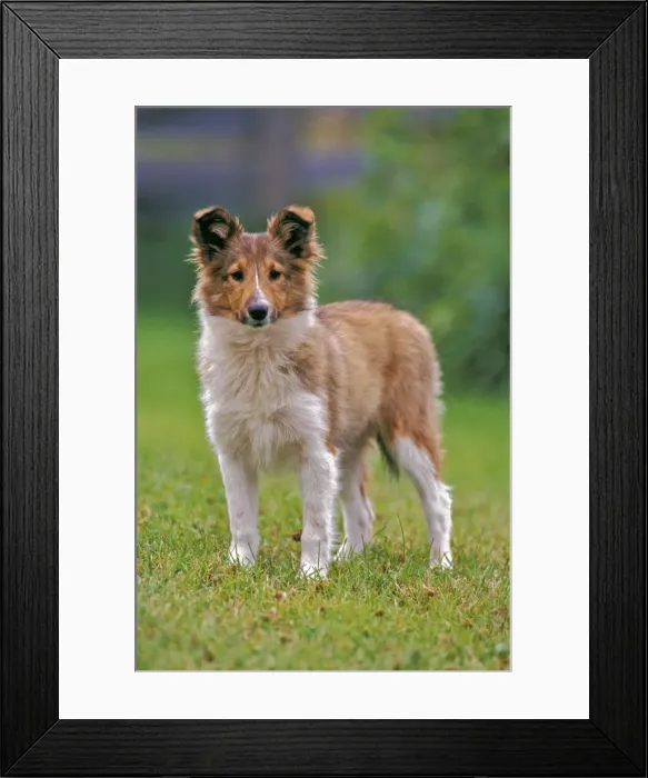 Framed Print : Picture No. 10870387