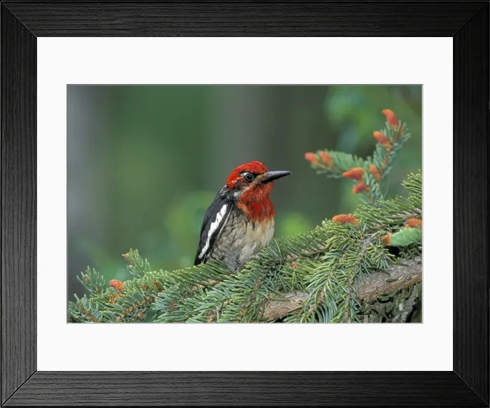 Framed Print : Picture No. 10870385 Framed Print : Picture No. 10870385